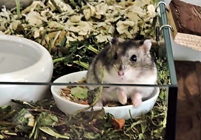 Amy meine  Dsungarische Zwerghamster-Dame 2019