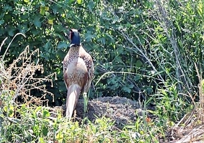 NatÃ¼rlich tierisch
