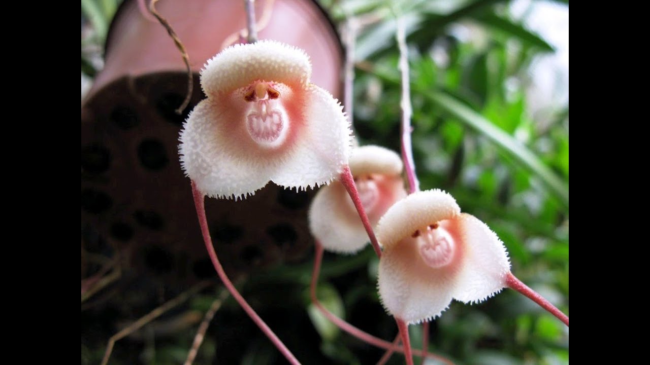 Flowers that look like Animals,Insects and People