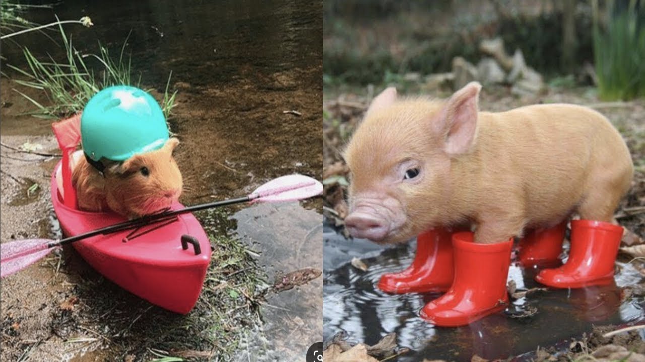 Cutest Baby Animals Videos Compilation Cute Moment of the Animals - Animals #4