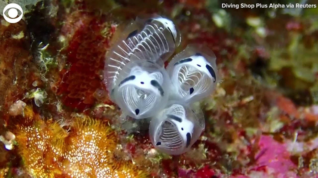 New species skeleton panda sea squirt discovered in Japan
