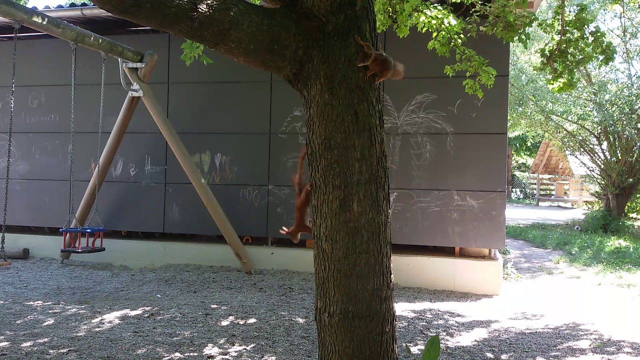 EichhÃ¶rnchen 07-2019