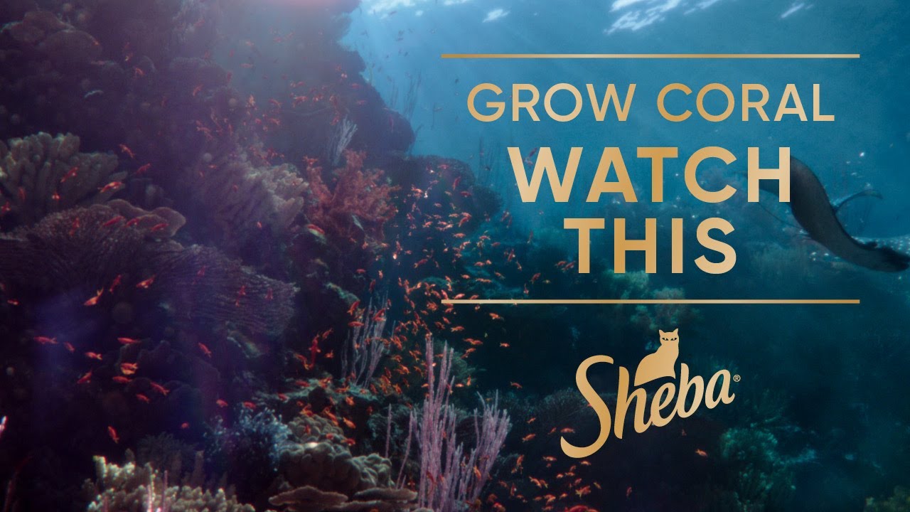 Help Restore Coral Reefs. Watch The Film That Grows Coral | Sheba Hope Reef