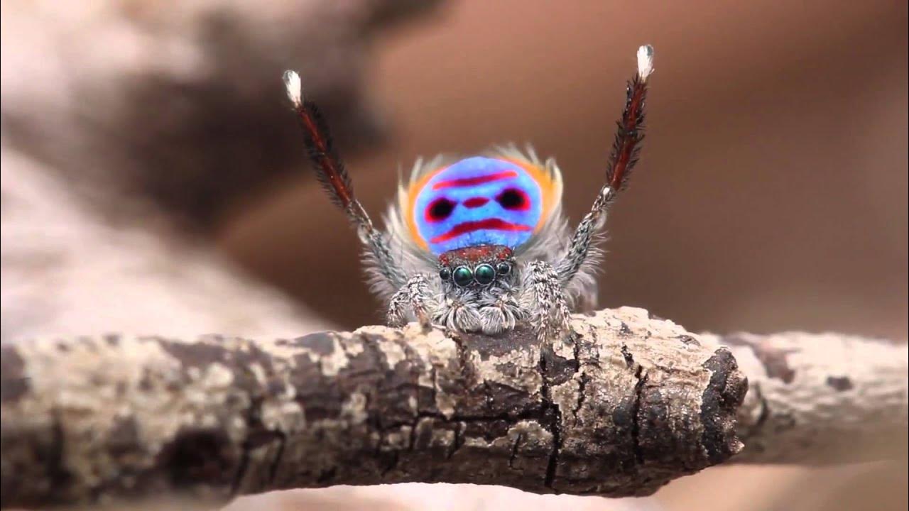 Peacock Spider Dances to YMCA