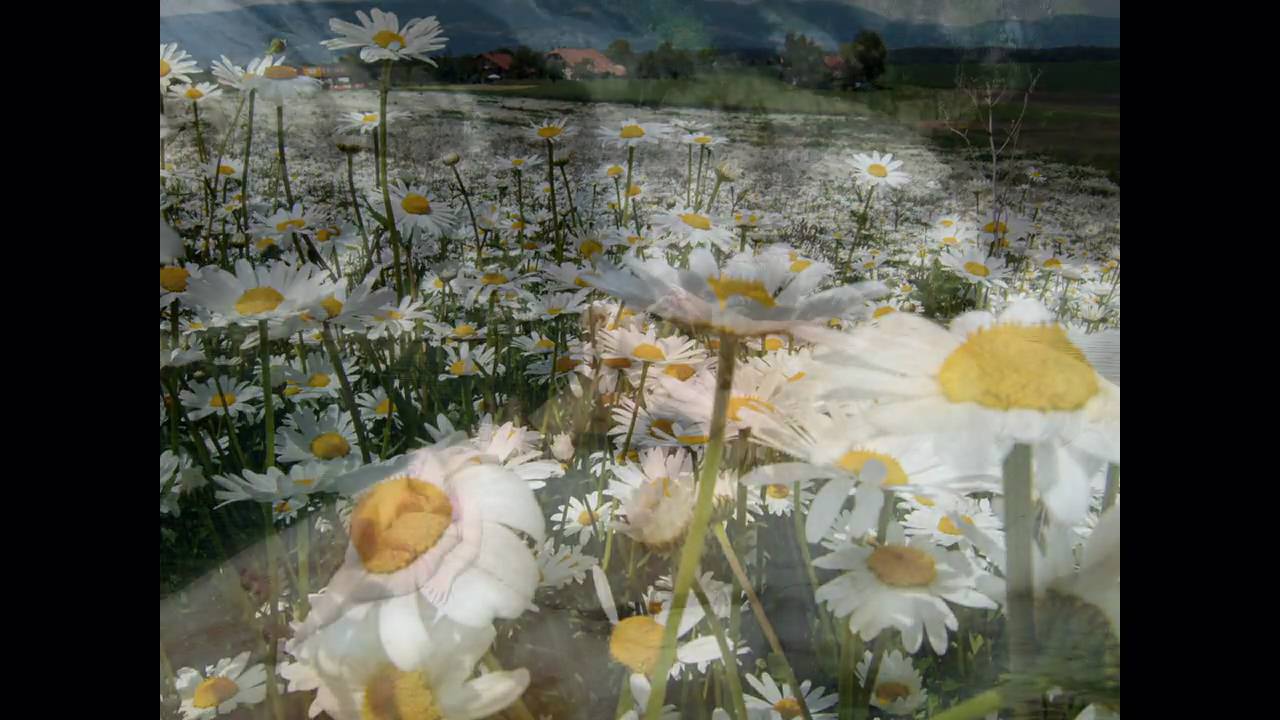 Vier Jahreszeiten - Der Sommer