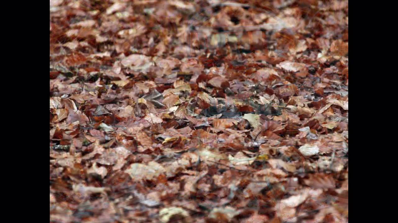 Vier Jahreszeiten - Der Herbst