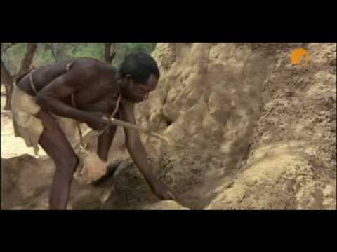 Die lustige Welt der Tiere