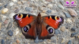 Fizzys Fotos 04.02.2019